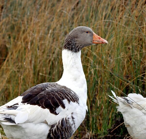 faidiesel profile and overview