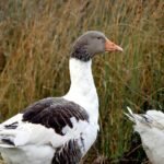 flavial s profile summary details